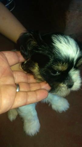 Filhotes Shih-tzu