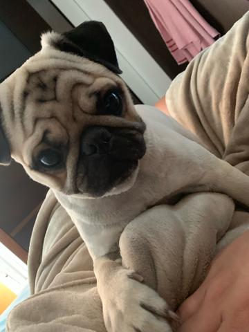 Pug para cruza - Foto 4