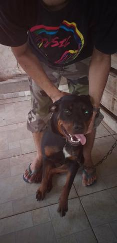 Venda de rottweiler - Foto 2