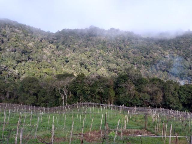 Chácara São Gotardo de Ana Rech 2500m Rio São Marcos 1/4ha - Foto 4