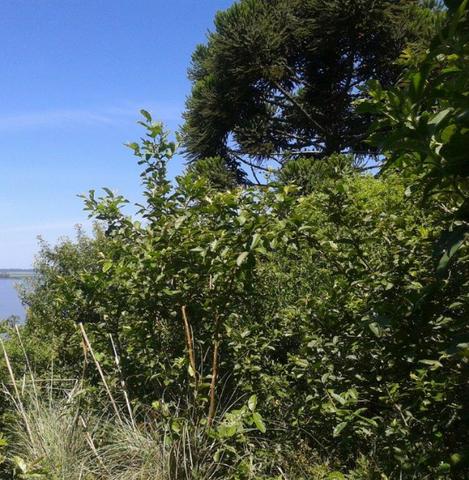 Área de terra 5,3 ha - Foto 7