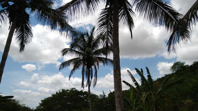 Sítio - União dos Palmares - Foto 9