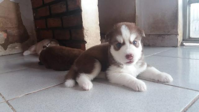 Lindos filhotes de Husky Siberiano disponível - Foto 6