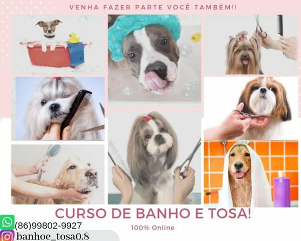 Curso de banho e tosa