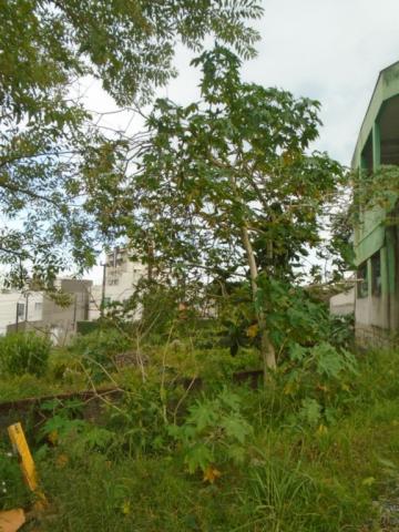 Terreno para alugar em Santo antonio, Joinville cod:07792.001 - Foto 3