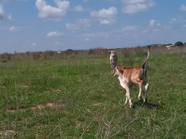 Fazenda em paranatinga - Foto 13