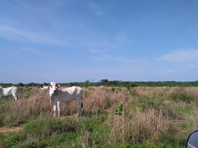 Fazenda em paranatinga - Foto 3