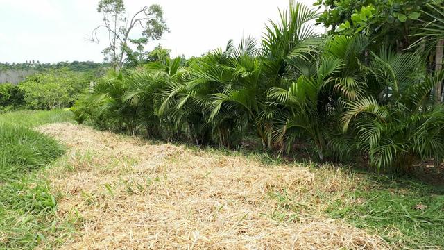 Sítio com 11.67 hectares em Igarassu/PE - Foto 8