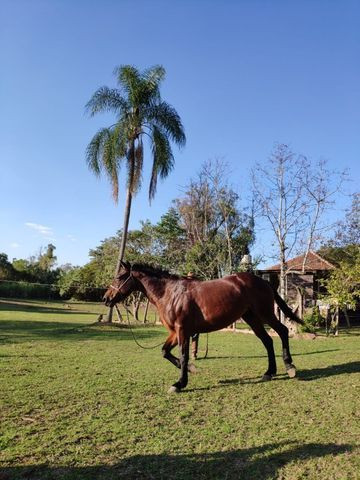 Égua super mansa - Quarto de Milha - Foto 5
