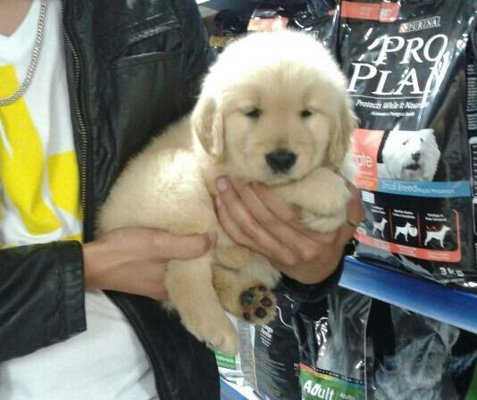 Filhote macho disponivel