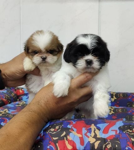 Pequeno Porte E Companheiro Adquira Já Seu Shitzu