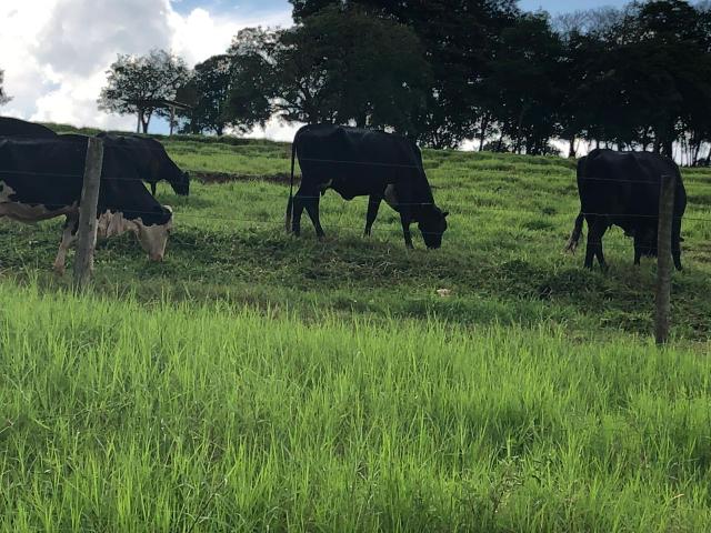 8 vacas de leite paridas - Foto 5