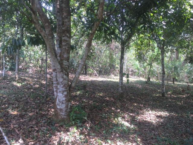 Terreno para chácara no bujari - Foto 2