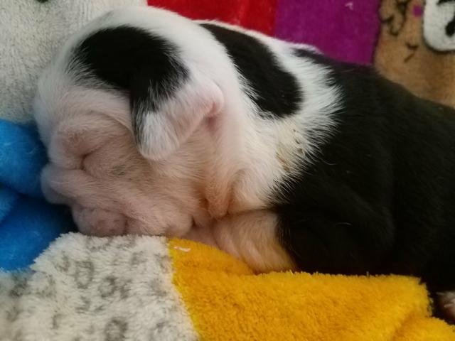 Bulldog inglês - Foto 4