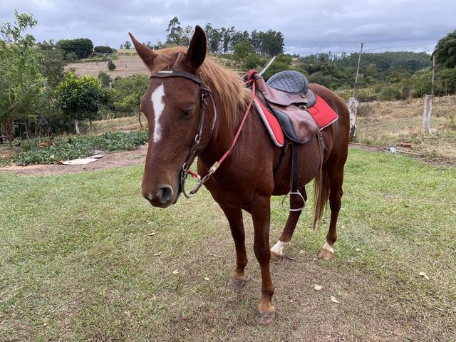 Cavalo inteiro