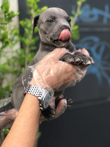 Pitbull