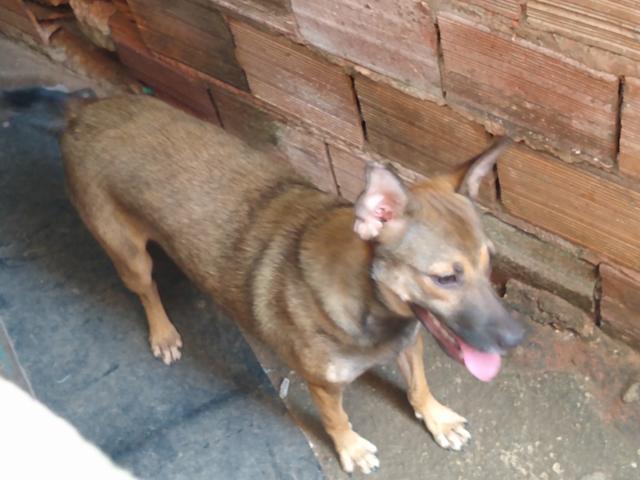 Estou doando essa cachorra - Foto 2