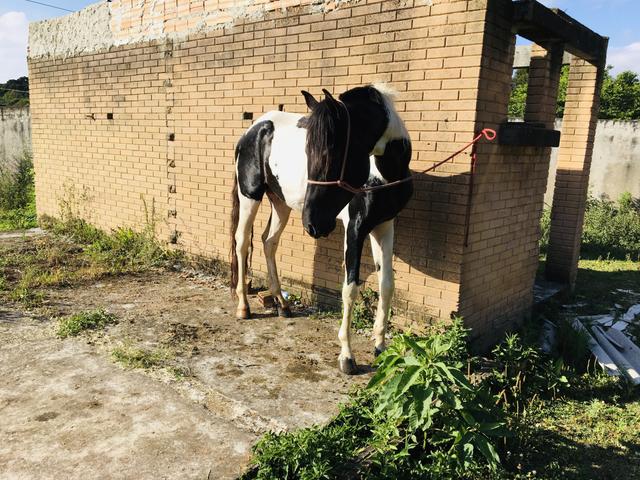 Vendo cavalo pampa - Foto 6
