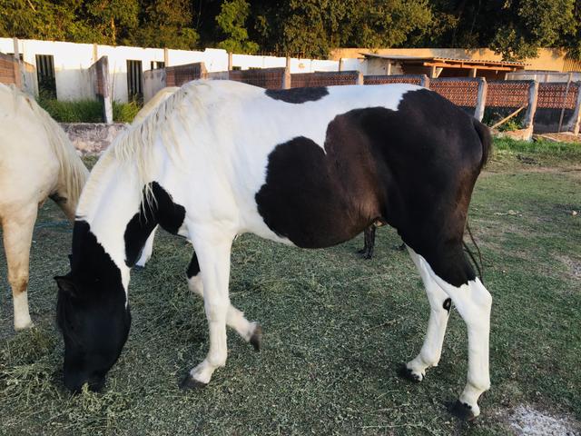 Vendo cavalo pampa - Foto 4