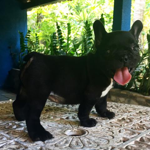 Bulldog francês fêmea preta disponível - Foto 4