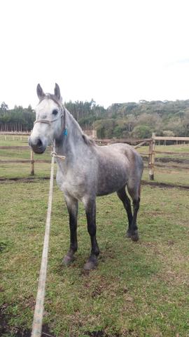Tordilho negro - Foto 4