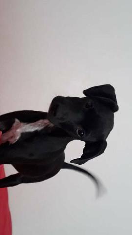 Doa-se, cachorrinha - Foto 2