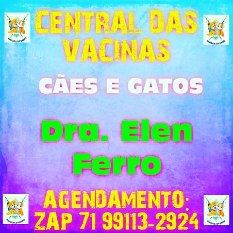 Veterinário, consultas, vacinas - Foto 2