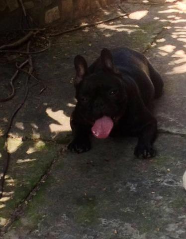 Bulldog francês fêmea preta disponível - Foto 5