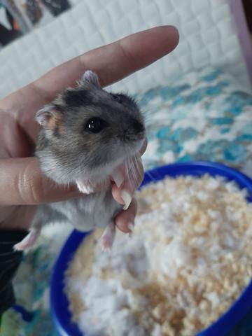 Hamster anão russo