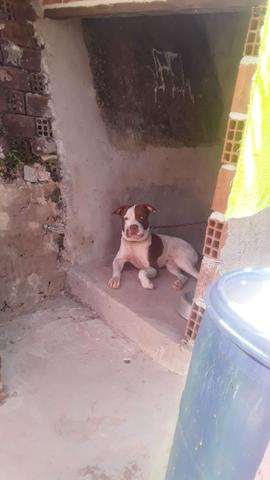 Pitbull ABPT - Foto 3