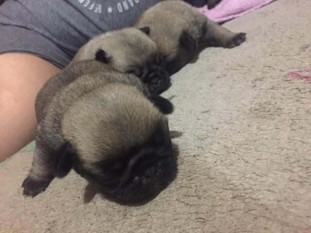 Vendo filhotes de Pug - Foto 5