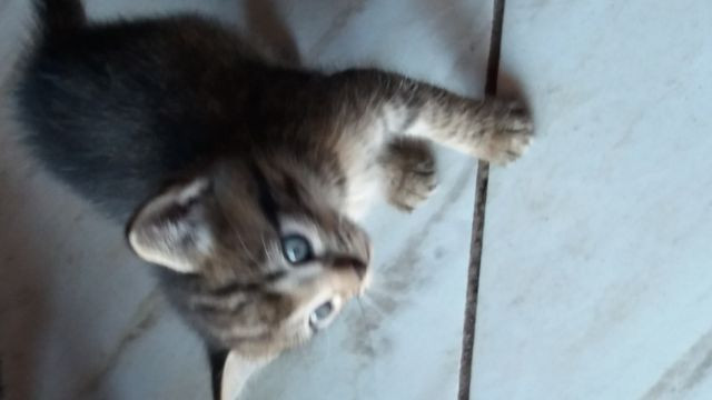 Doa se filhotes - Foto 5