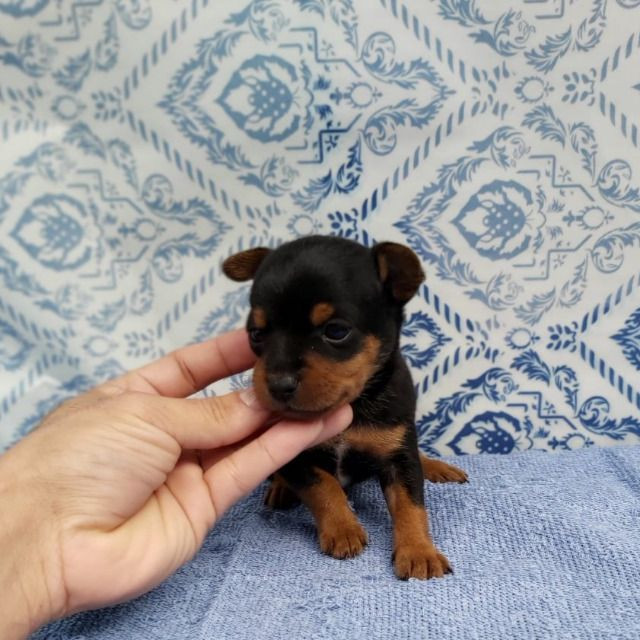 Pinscher Macho Ja adestrado no tapete higiênico