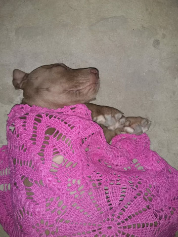 Pitbull