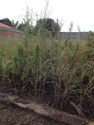 Terreno comercial na avenida guapore - Foto 2
