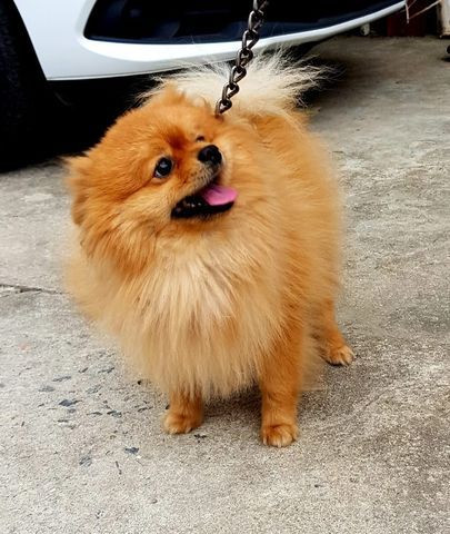 Procuro uma namorada pro meu Splitz alemão/Lulu da pomerania - Foto 4