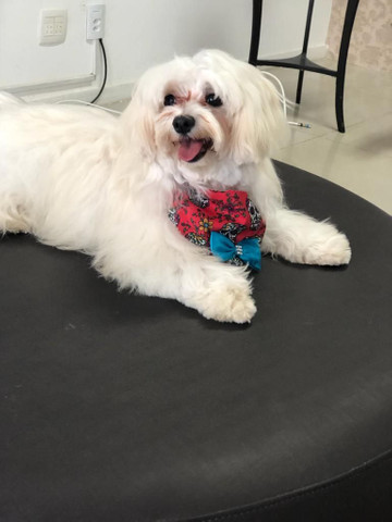 Maltês com pedigree Macho