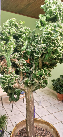 Belissimo cactos " monstruoso" - Foto 6