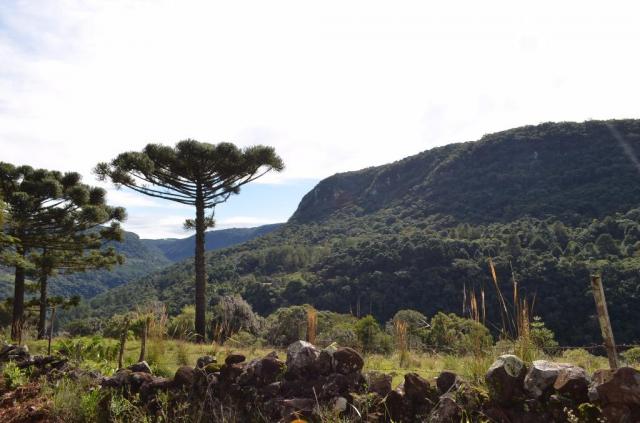 Sítio à venda, morro redondo, gramado. - Foto 6