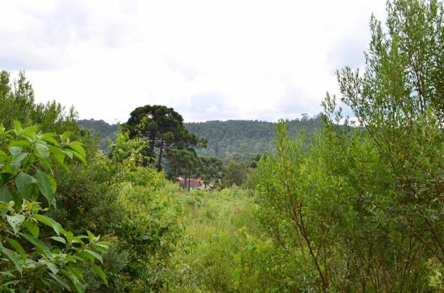 Terreno à venda, 8960 m² por r$ 2.300.000,00 - centro - canela/rs - Foto 3