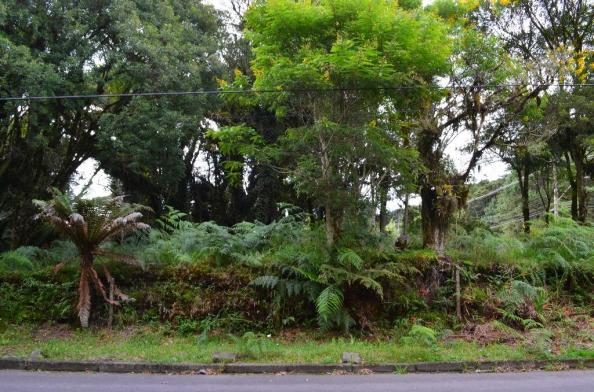 Terreno à venda, 5000 m² por r$ 3.500.000,00 - vila suica - canela/rs - Foto 8