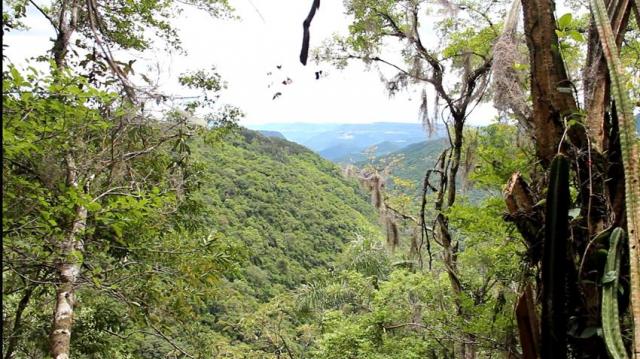 Sítio à venda, linha ávila, gramado. - Foto 2