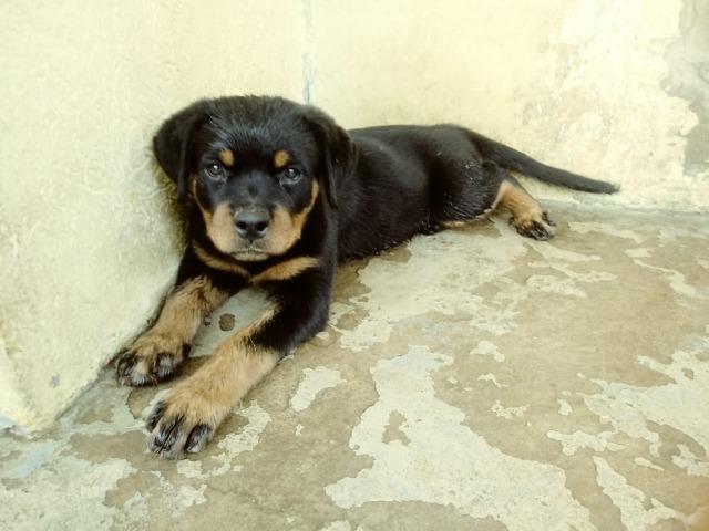 Rottweiler - Foto 3