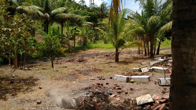 Sítio - União dos Palmares - Foto 14