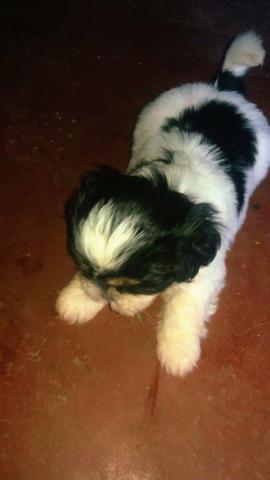 Filhotes Shih-tzu - Foto 2