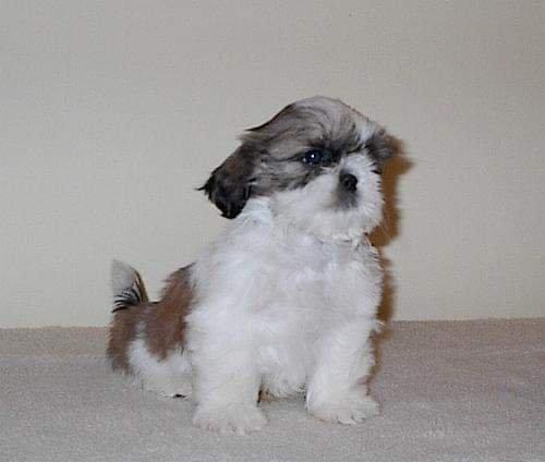Venda permanente de shih tzu Canil PS