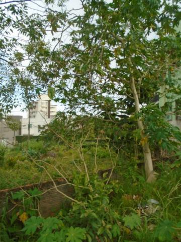 Terreno para alugar em Santo antonio, Joinville cod:07792.001 - Foto 2