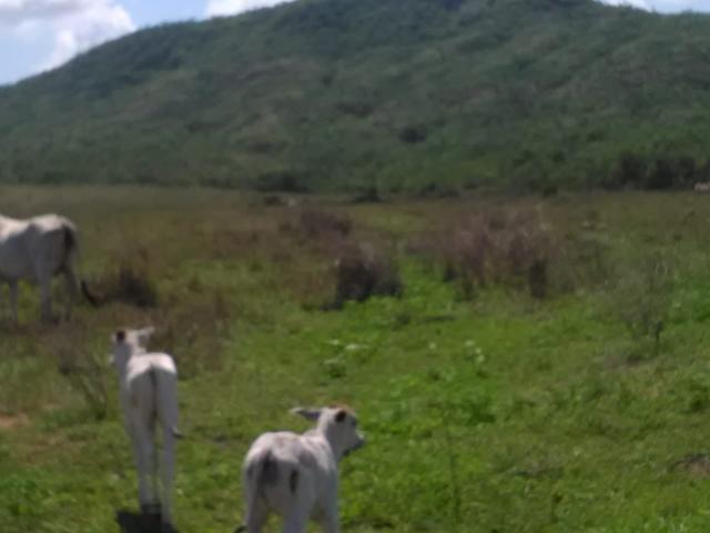 Fazenda em paranatinga - Foto 14