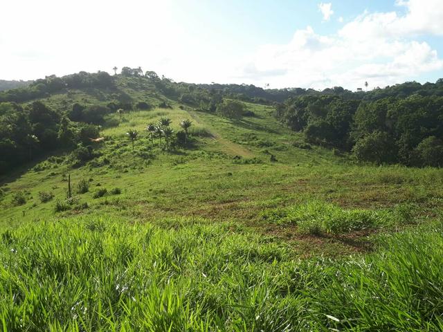 Sítio com 11.67 hectares em Igarassu/PE - Foto 3