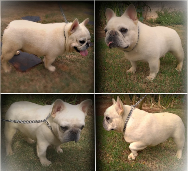 Bulldog francês coberturas
